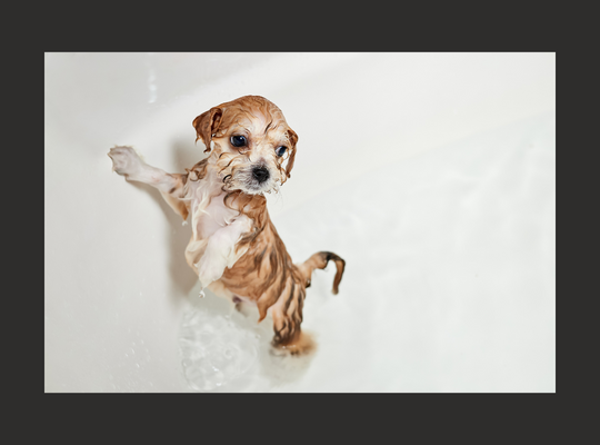 Book a Bath Appointment for your Dog