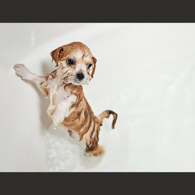 Signature Spa Bath & Chris Christensen Blowout