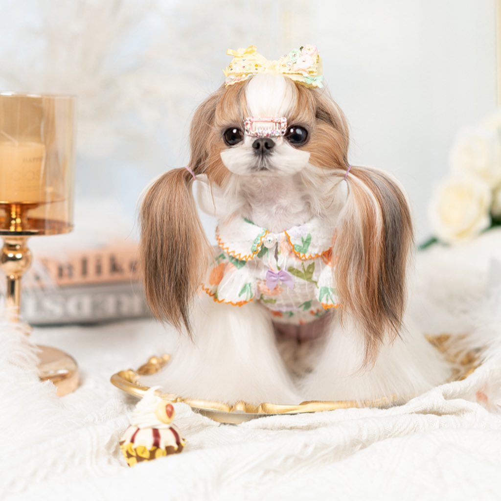 Luxury design dog dress tulip chiffon 2 colors – Rocky & Maggie's