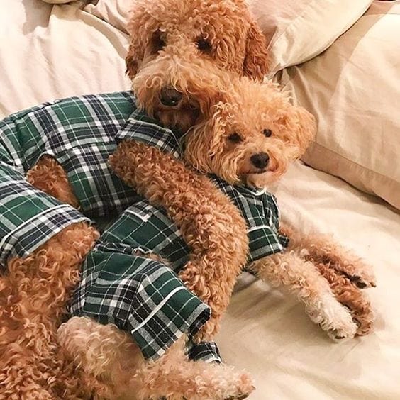 Matching Pajamas Dog Owner Matching Clothes Green Plaid Dog
