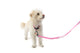 Locking Martingale Collar