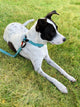 Locking Martingale Collar