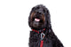 Locking Martingale Collar