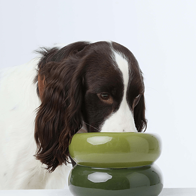 Soufflé Pet Bowl - Avocado Green - Rocky & Maggie's Pet Boutique and Salon
