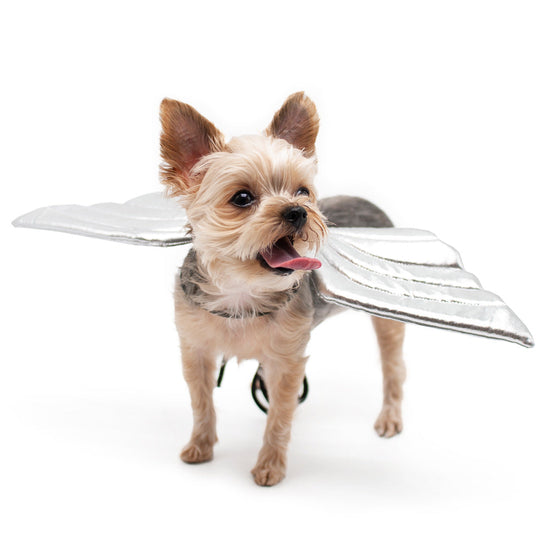 Dogo Pet Angel Wings Dog Costume