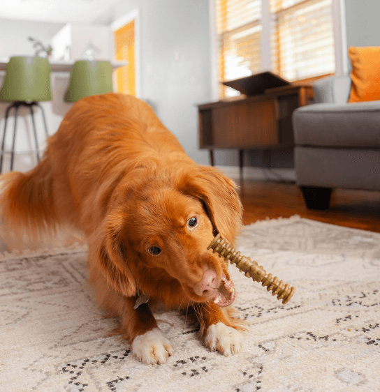 Dental Delights by Stella & Chewy's - Rocky & Maggie's Pet Boutique and Salon