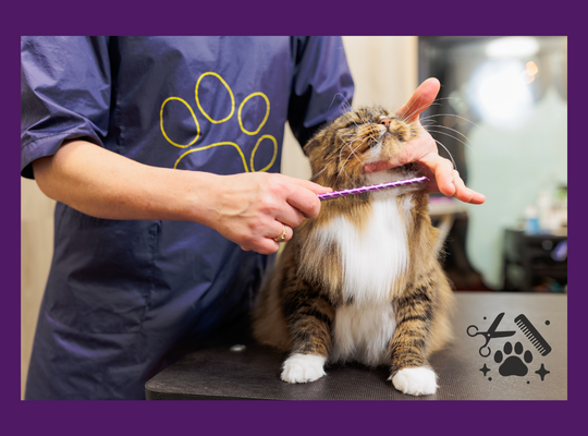 Book a Salon Appointment for your Cat