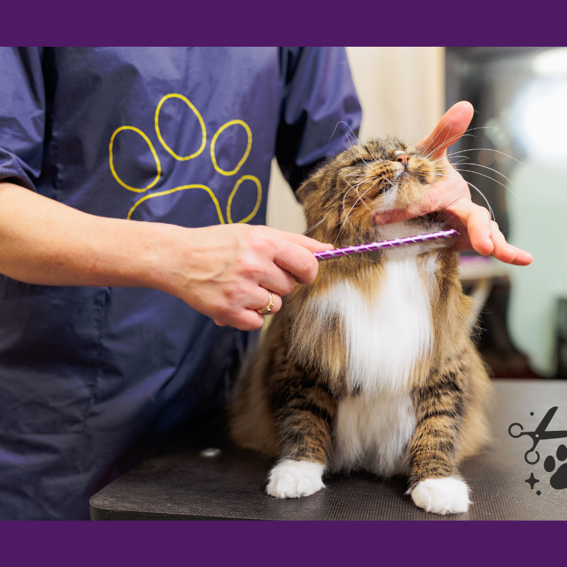 The Feline Experience: Master-Level Grooming