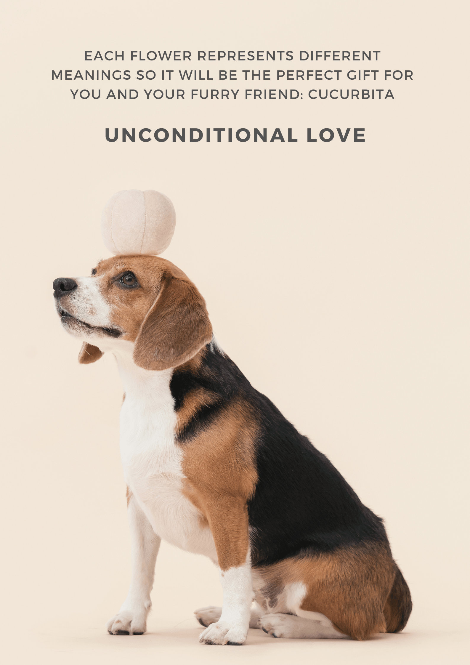 PEHOM PARADISE TOY: Cucurbita - Rocky & Maggie's Pet Boutique and Salon