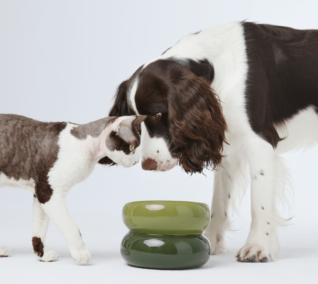 Soufflé Pet Bowl - Avocado Green - Rocky & Maggie's Pet Boutique and Salon