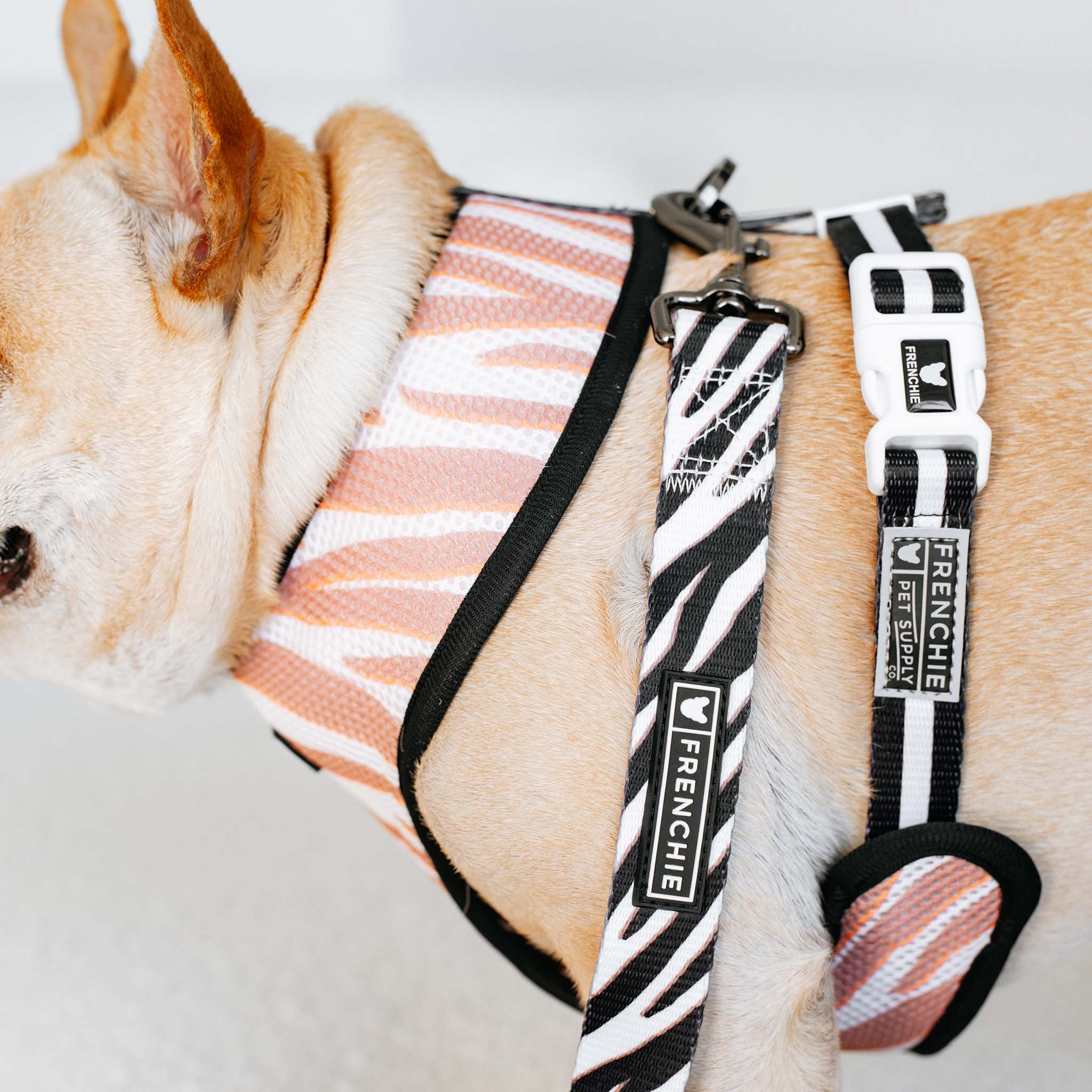 Zebra Print Zebra Frenchie For Sale Leash Frenchie Harness Brand