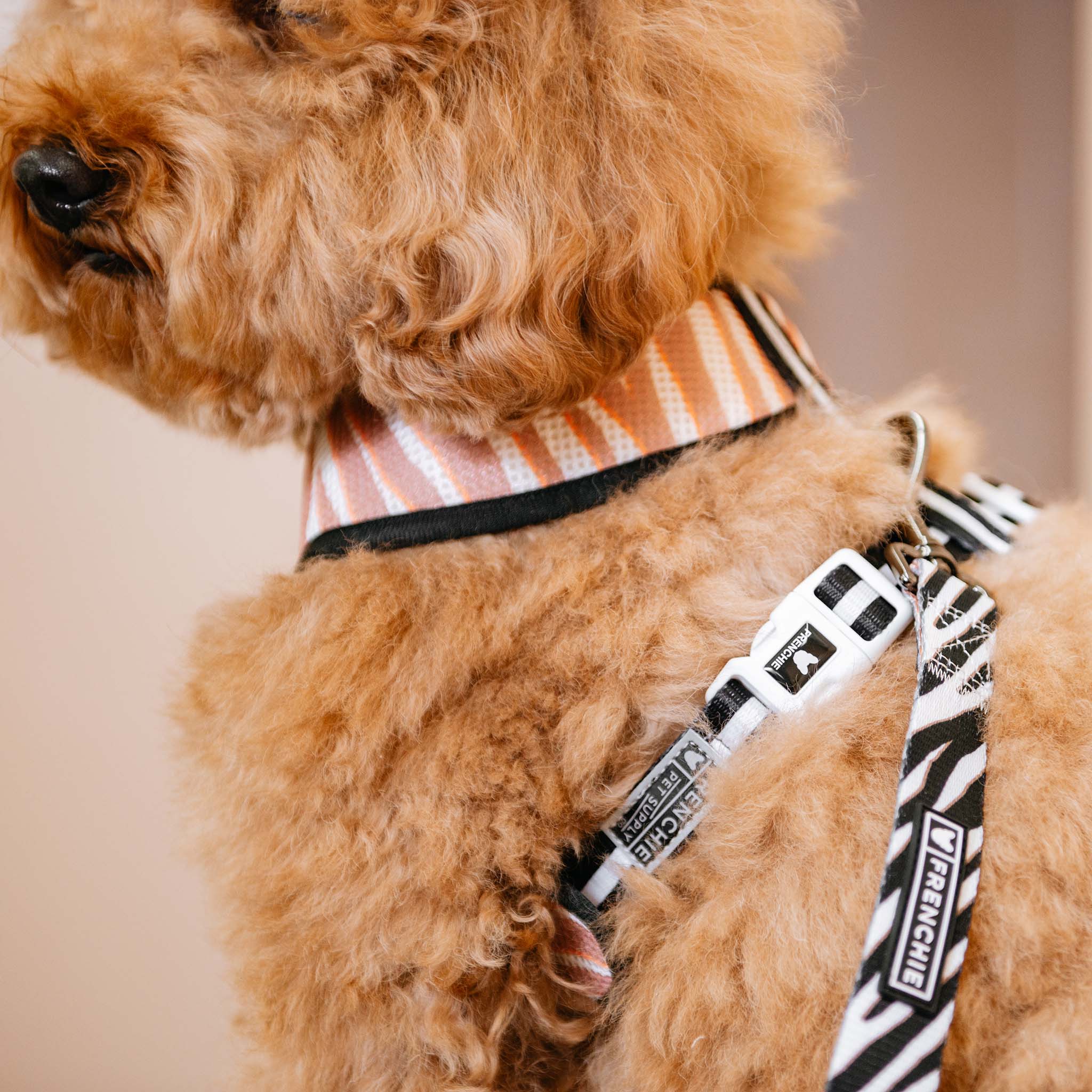 Frenchie Duo Reversible Harness Zebra – Rocky Maggie's Pet