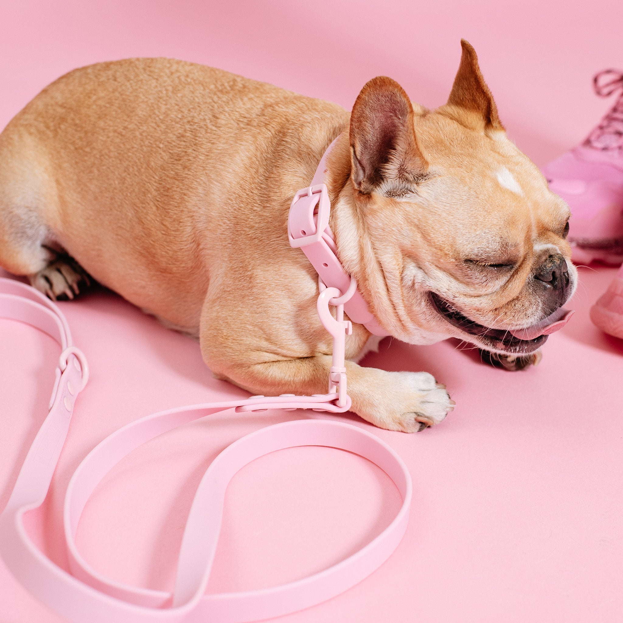 Frenchie Waterproof Collar Pink Bubblegum – Rocky Maggie's