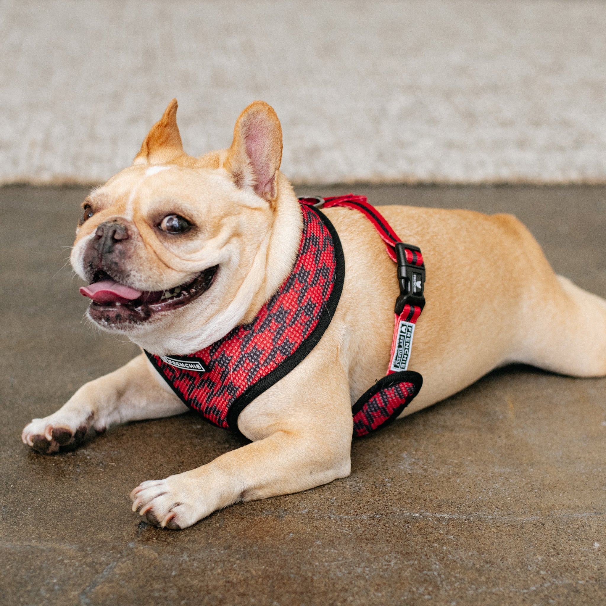 Frenchie reversible harness best sale