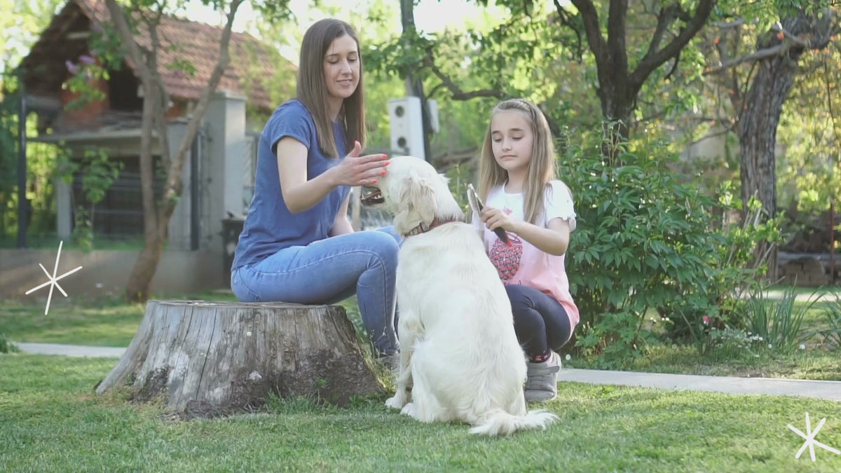Pet Groomer Expert Dog and Cat Grooming Houston, TX Rocky & Maggie's Rocky & Maggie's
