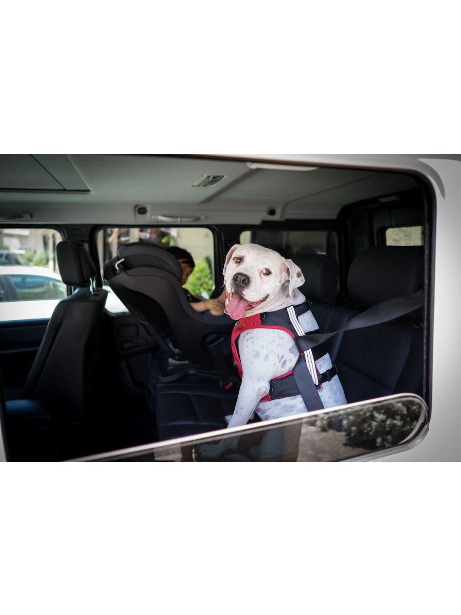 Dog harness for outlet front seat of car