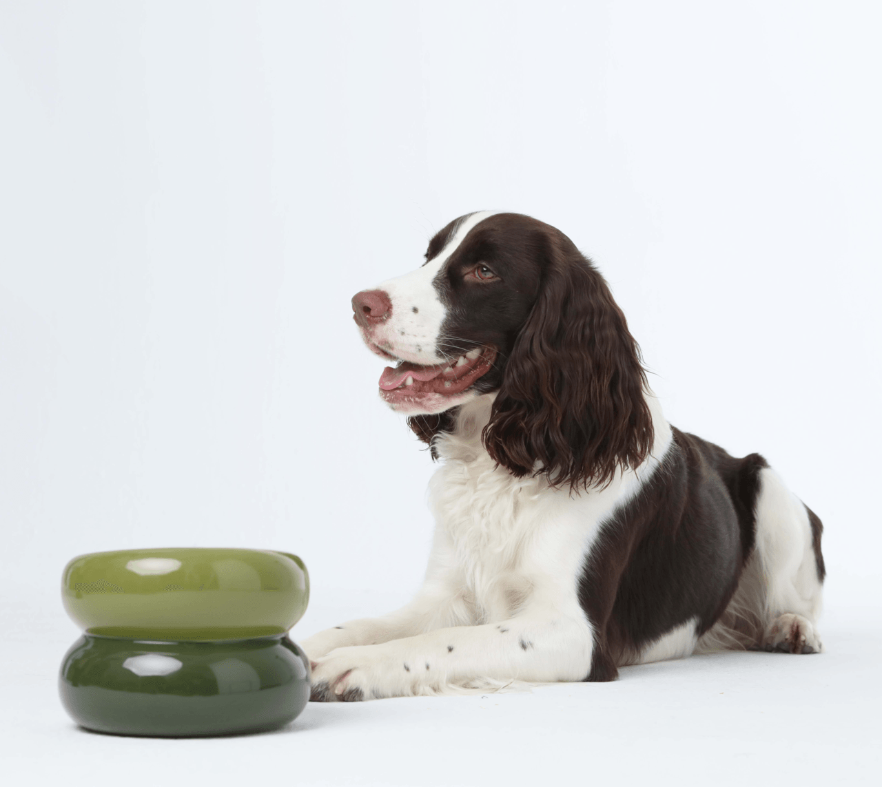 Soufflé Pet Bowl - Avocado Green - Rocky & Maggie's Pet Boutique and Salon