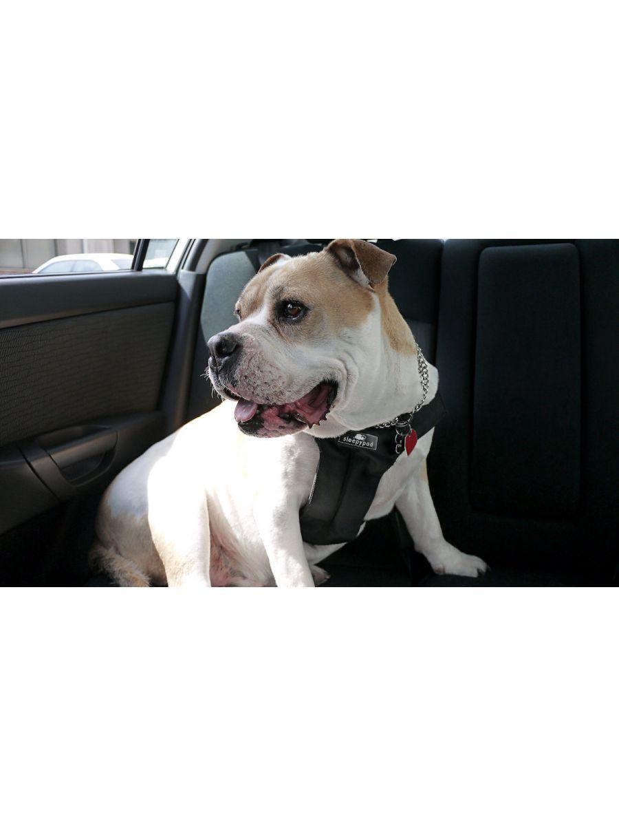 Clickit sport outlet dog harness