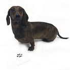 "Inkless" Paw Print Pad - Rocky & Maggie's Pet Boutique and Salon