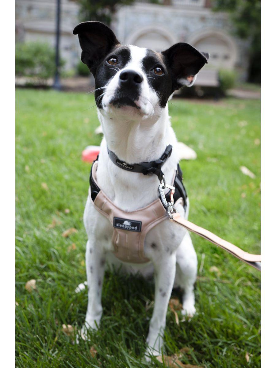 Clickit clearance dog harness