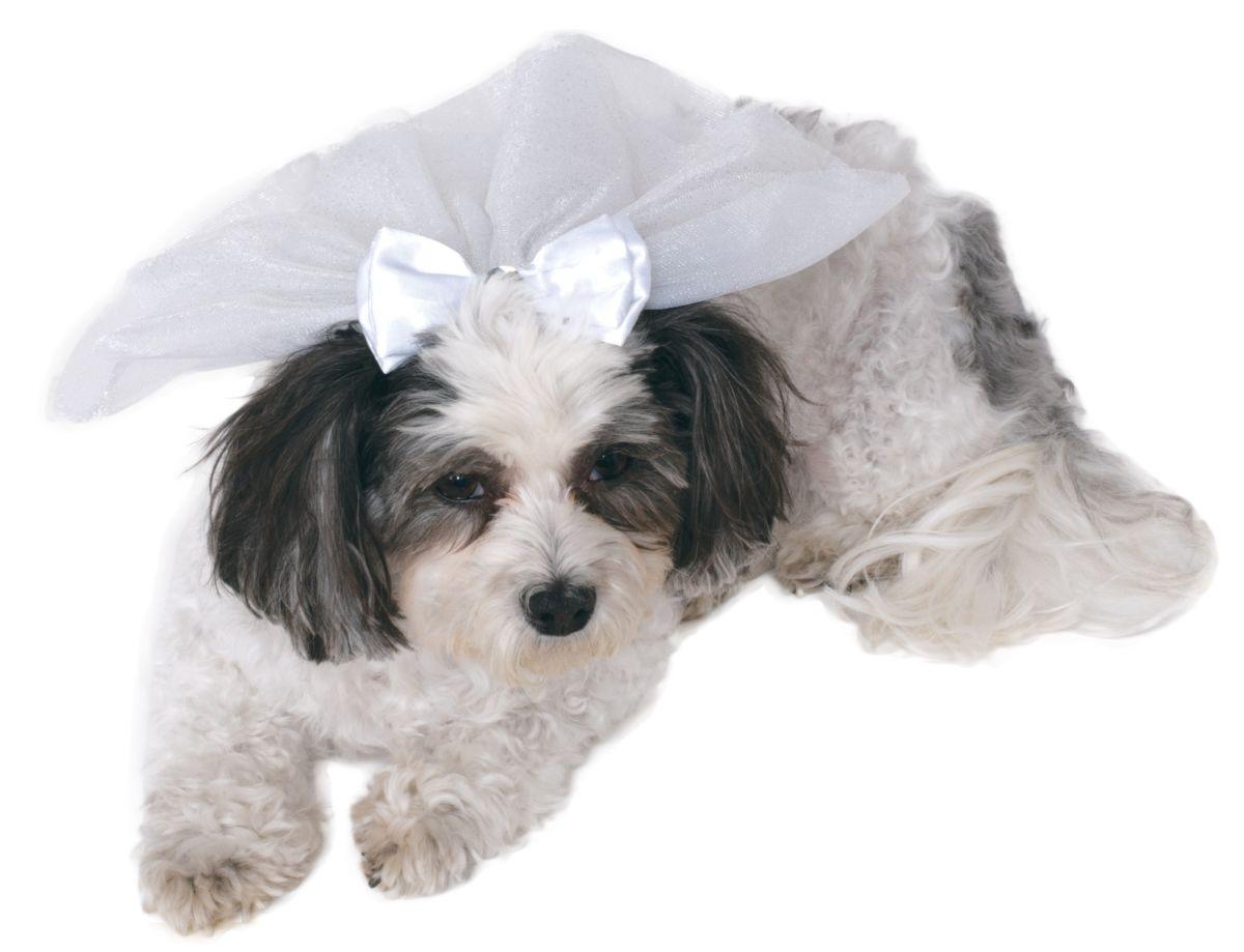 Wedding Veil - Rocky & Maggie's Pet Boutique and Salon