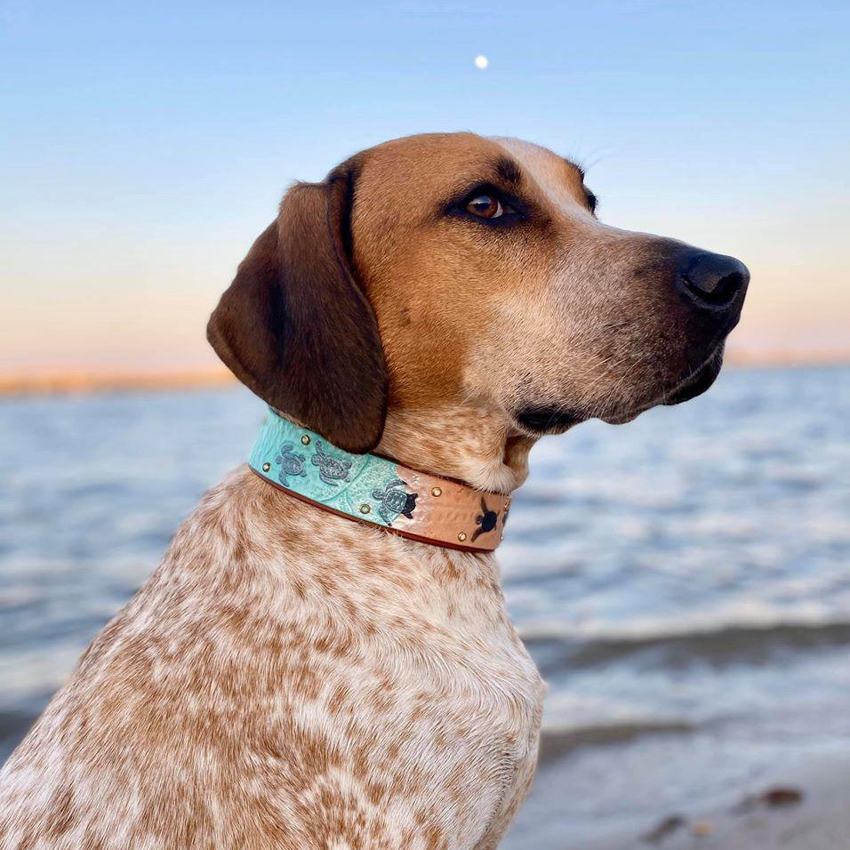 Baby Sea Turtles Leather Collar - Rocky & Maggie's Pet Boutique and Salon