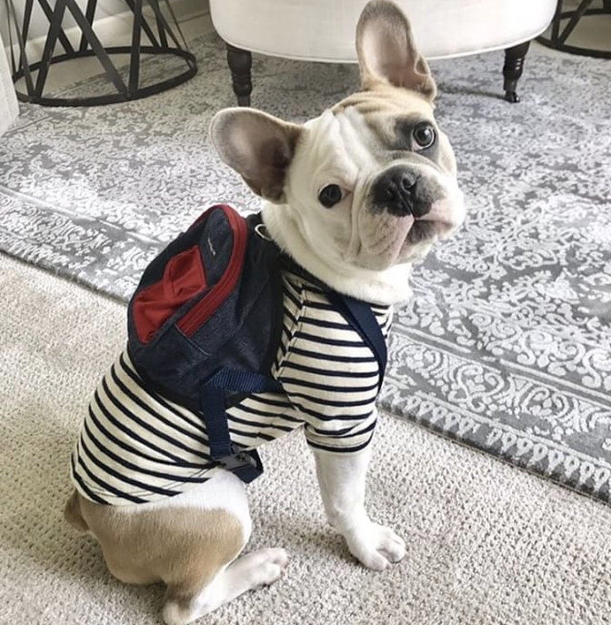 Designer Unboxing: Little Chonk Dog Backpack 