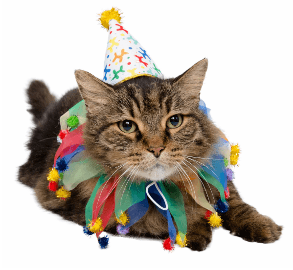 Birthday Celebration Hat & Collar for Cats - Rocky & Maggie's Pet Boutique and Salon