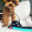 The Molly: Handcrafted Pet Leash - Rocky & Maggie's Pet Boutique and Salon