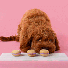 Lavender Dog Macarons - Rocky & Maggie's Pet Boutique and Salon