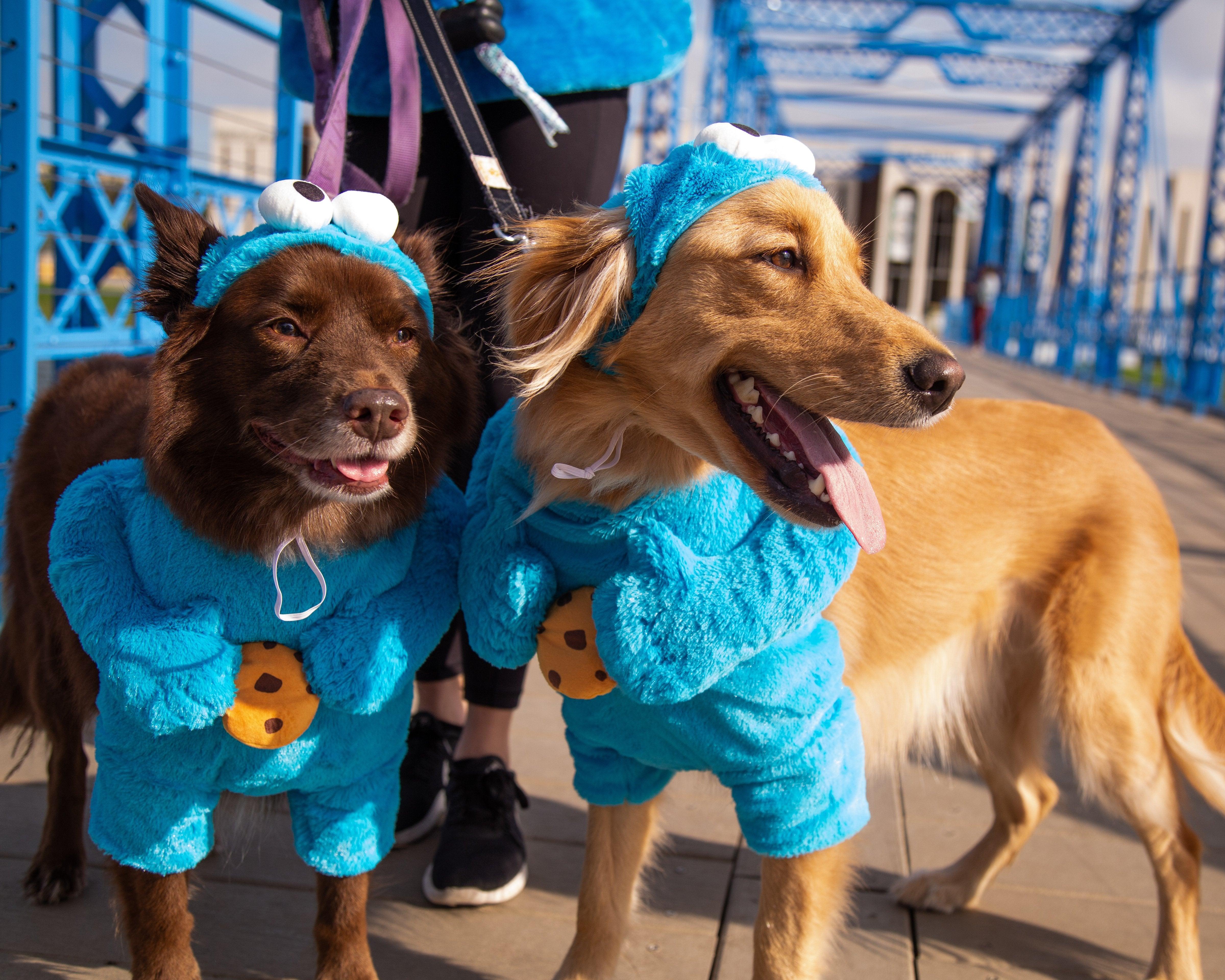 Sesame Street Cookie Monster Dog Costume - Rocky & Maggie's Pet Boutique and Salon