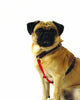 Contrast Nylon Harness - Rocky & Maggie's Pet Boutique and Salon