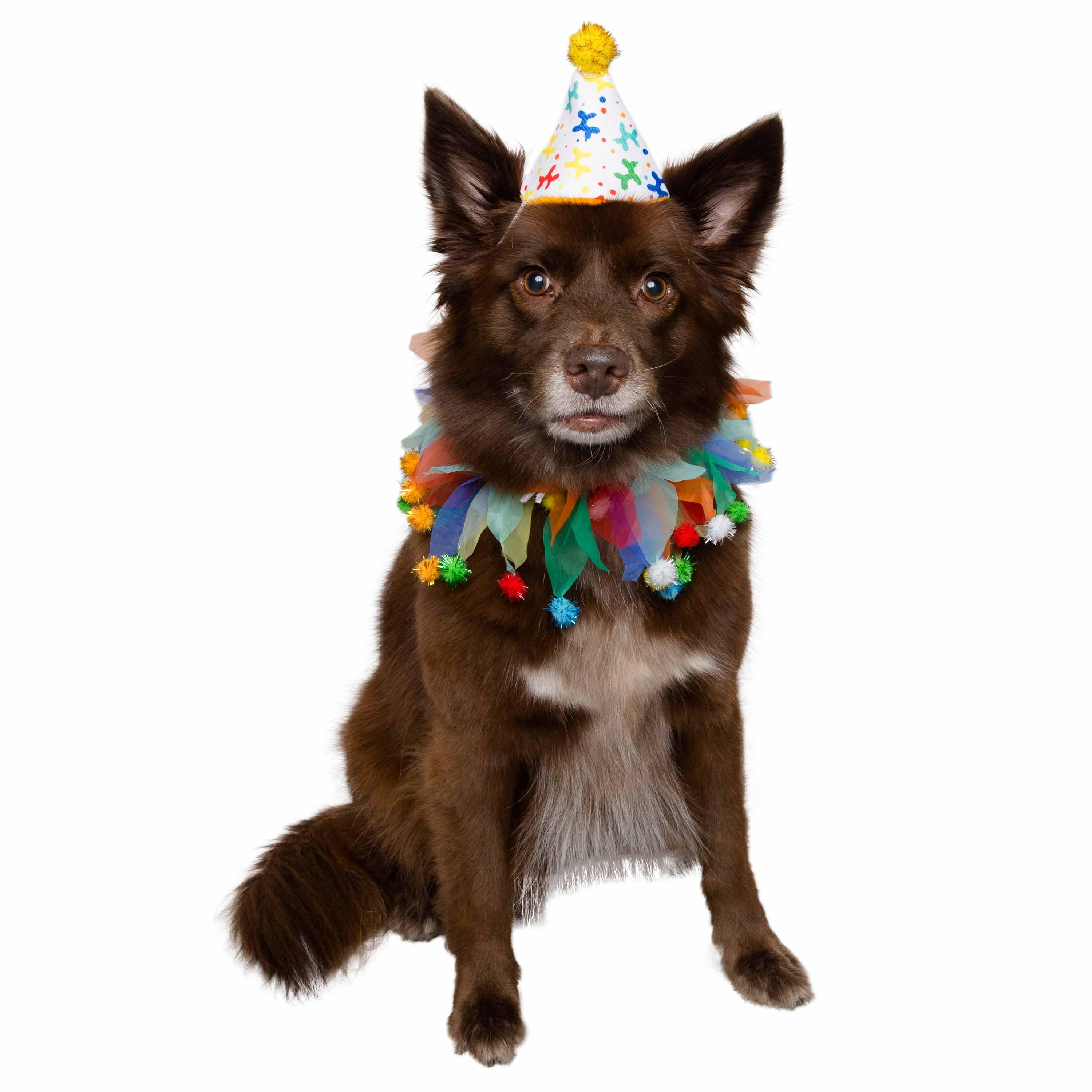 Birthday Celebration Hat & Collar for Dogs - Rocky & Maggie's Pet Boutique and Salon