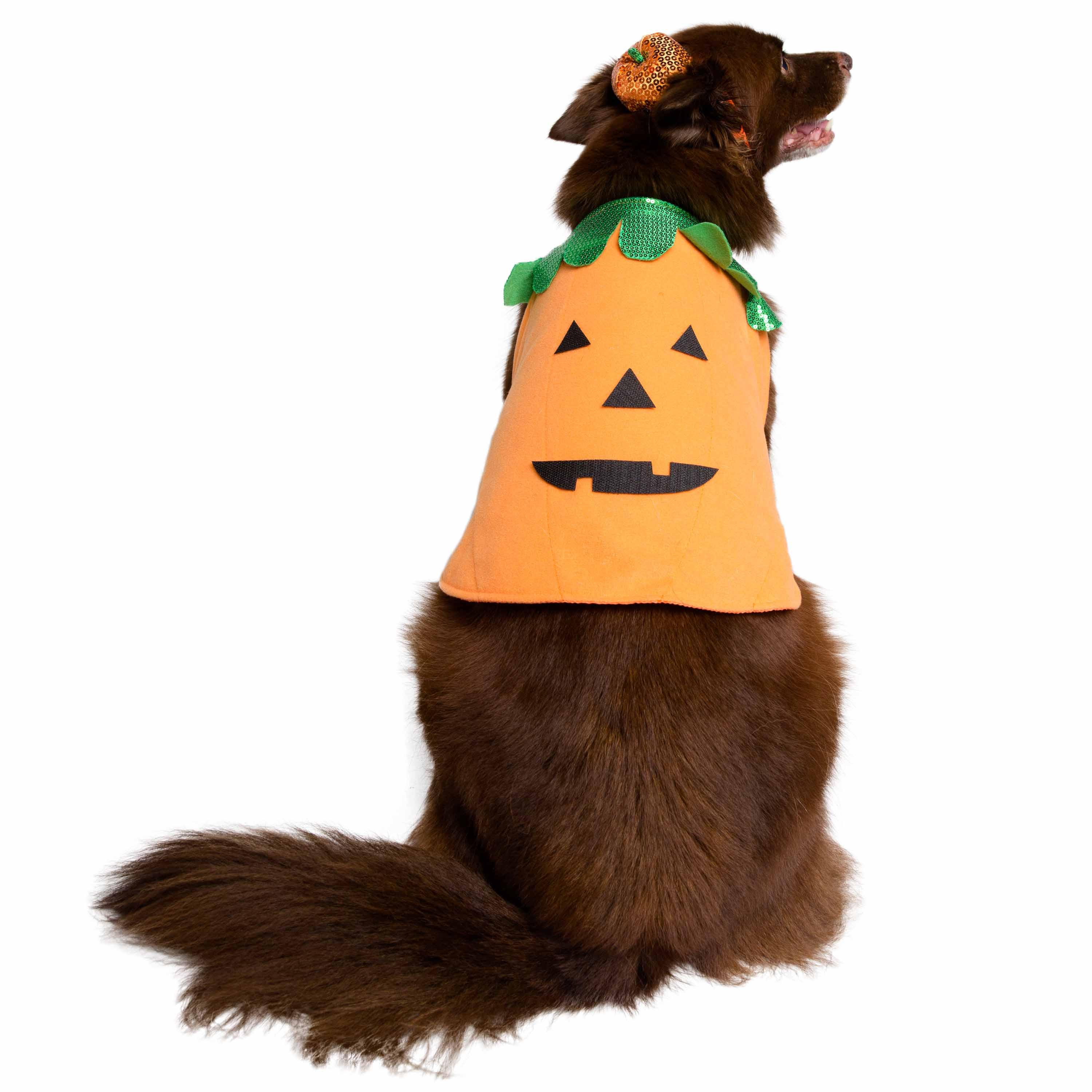 Halloween Pumpkin Dog Costume - Rocky & Maggie's Pet Boutique and Salon