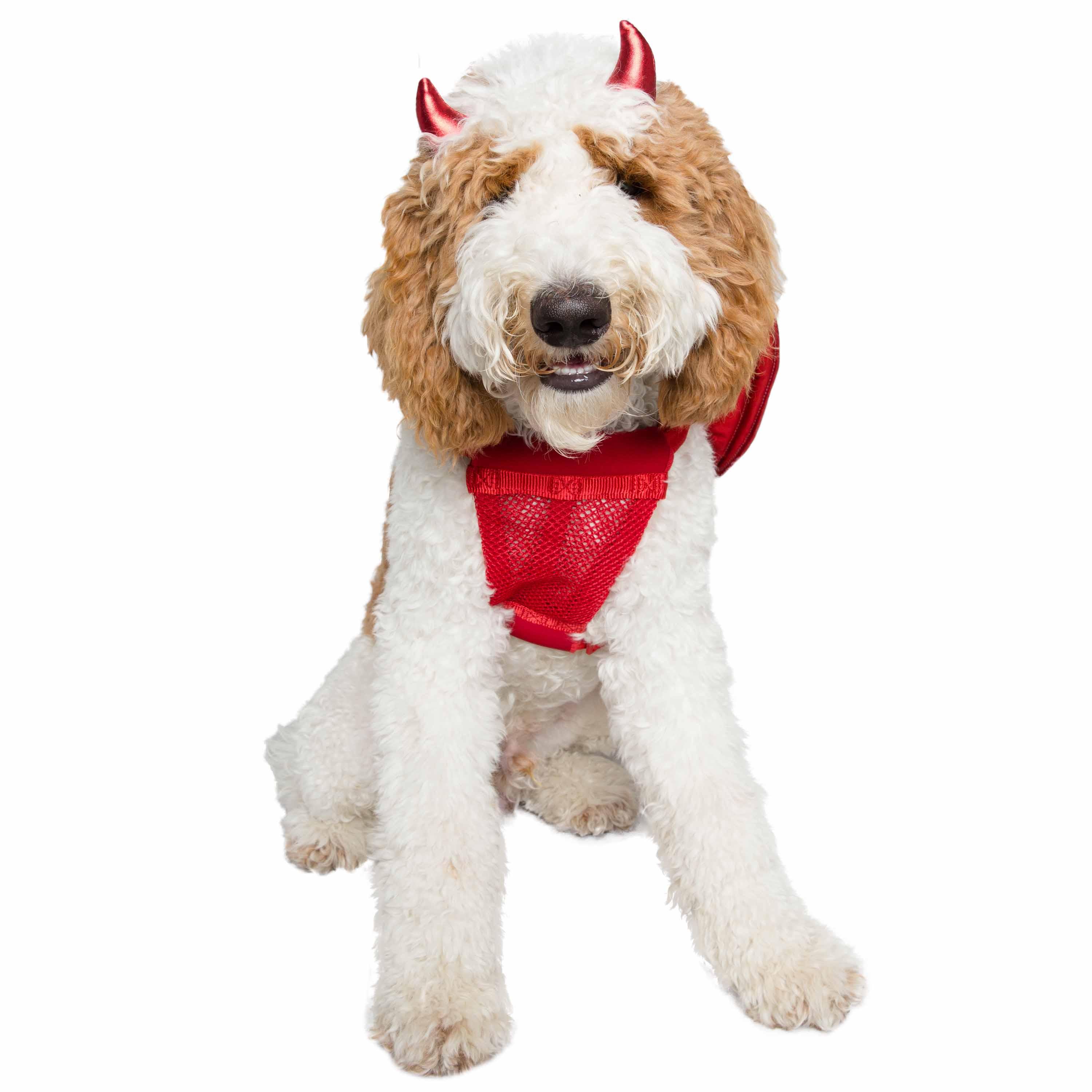 Devil Dog Costume - Rocky & Maggie's Pet Boutique and Salon