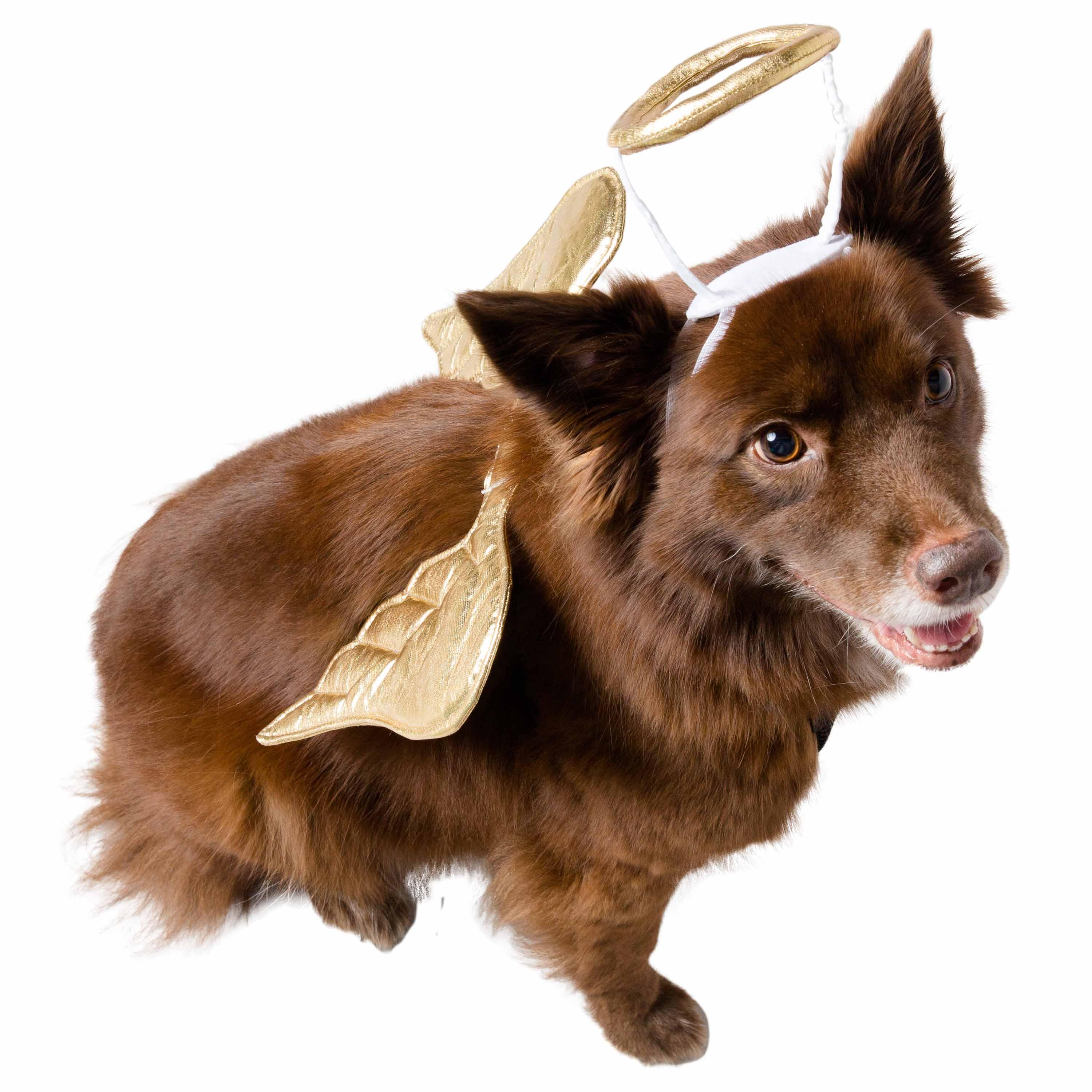 Angel Dog Costume - Rocky & Maggie's Pet Boutique and Salon