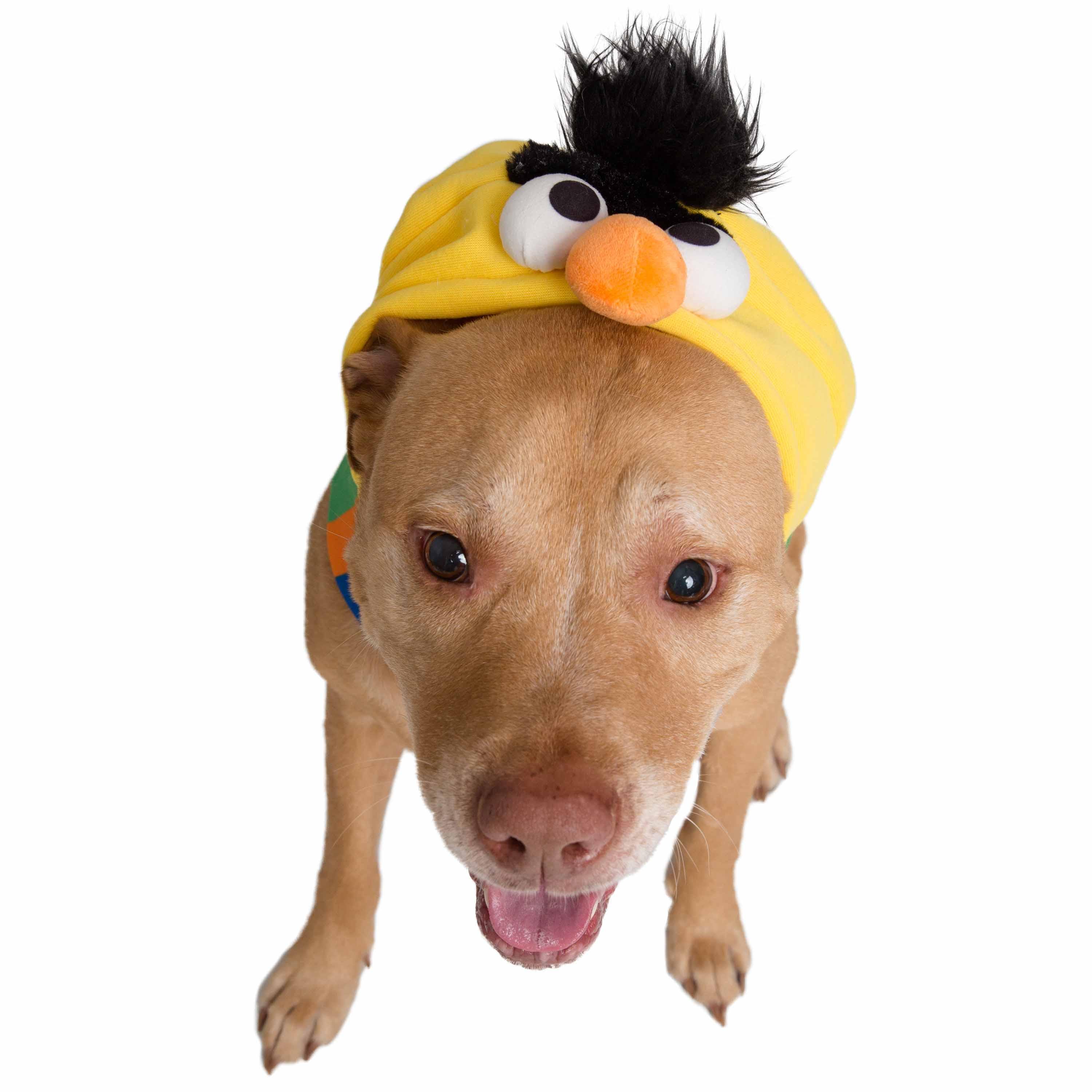 Sesame Street Bert Dog Hoodie - Rocky & Maggie's Pet Boutique and Salon