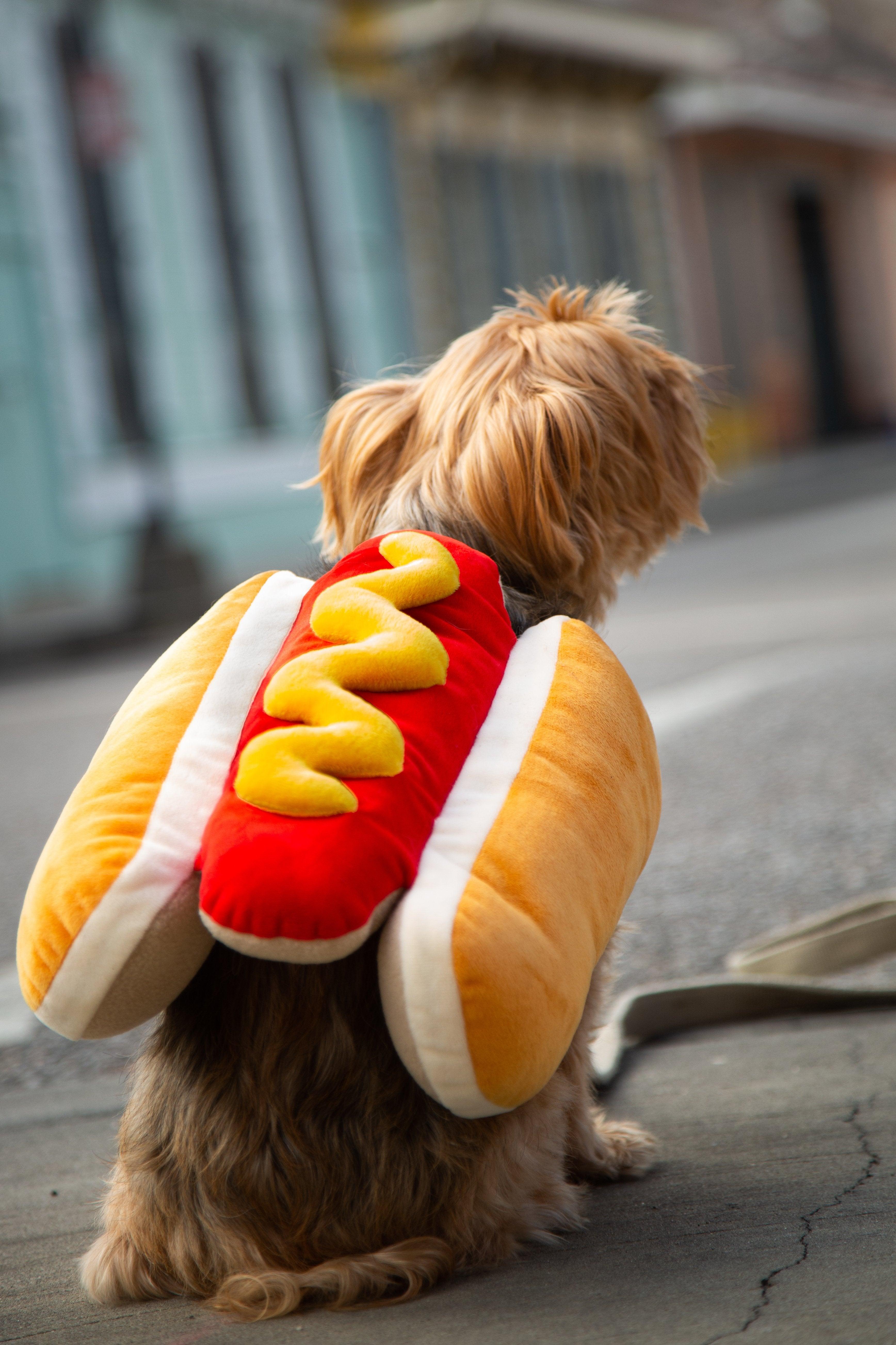 Hot Dog Dog Costume - Rocky & Maggie's Pet Boutique and Salon