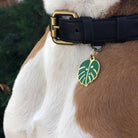 Monstera Leaf Pet ID Tag - Rocky & Maggie's Pet Boutique and Salon