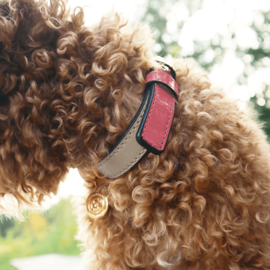 The Bella: Handcrafted Pet Collar - Rocky & Maggie's Pet Boutique and Salon