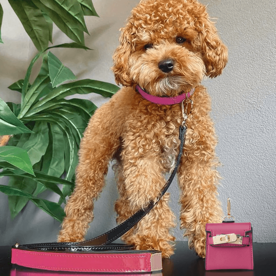 The Bella: Handcrafted Pet Leash - Rocky & Maggie's Pet Boutique and Salon
