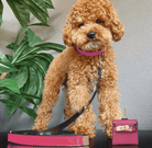 The Bella: Handcrafted Pet Leash - Rocky & Maggie's Pet Boutique and Salon