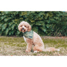 Camouflaged Bandana - Rocky & Maggie's Pet Boutique and Salon