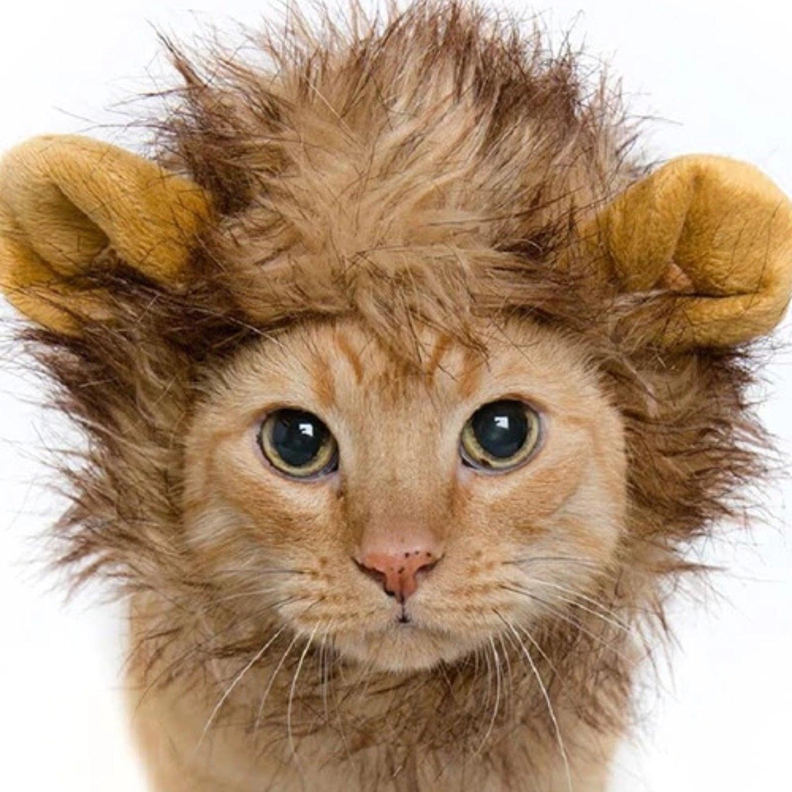 Lion Mane Cat Costume - Rocky & Maggie's Pet Boutique and Salon