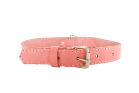 Euro Dog Traditional Buckle Collar Med - Rocky & Maggie's Pet Boutique and Salon