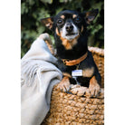 Good Boy Pet ID Tag - Rocky & Maggie's Pet Boutique and Salon