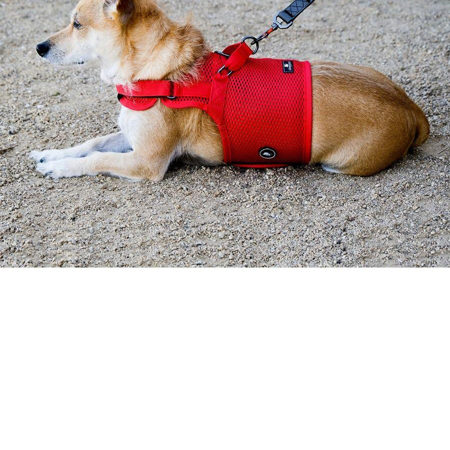 Martingale Dog Harness - Rocky & Maggie's Pet Boutique and Salon