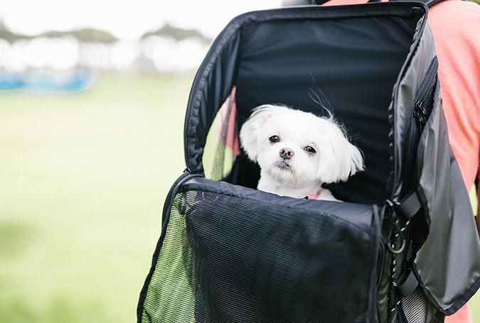 AirBuggy 3 Way Pet Back Pack Carrier Rocky Maggie s Pet Grooming Dog and Cat Food and Pet Boutique in Houston TX