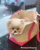 Boat Canvas Carrier  -  Various Colors - Rocky & Maggie's Pet Boutique and Salon