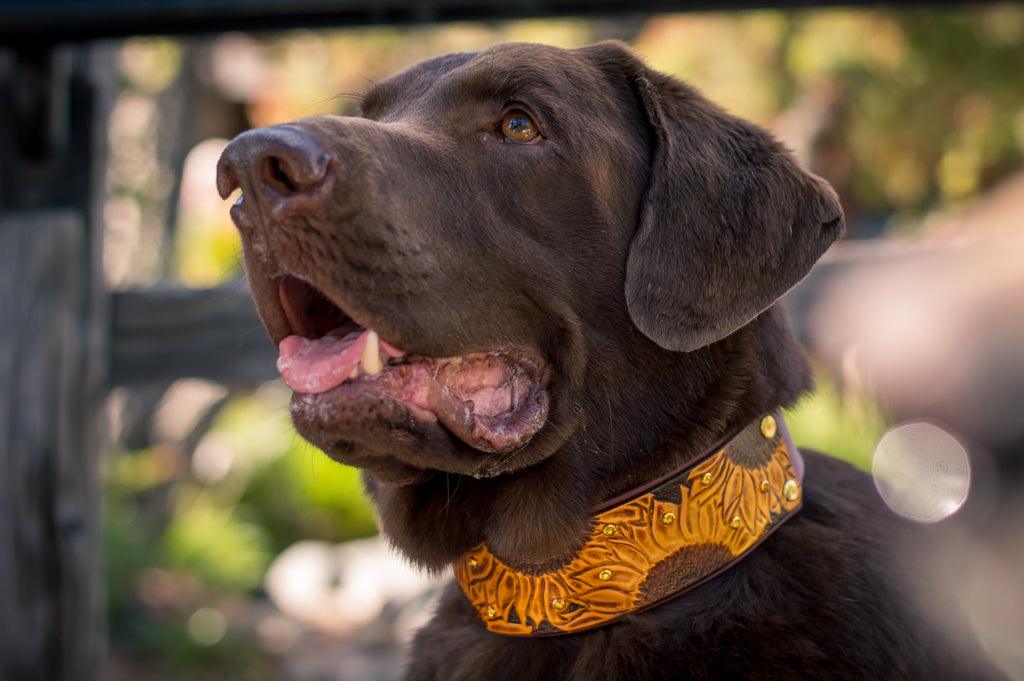 Sunflowers Leather Collar - Rocky & Maggie's Pet Boutique and Salon